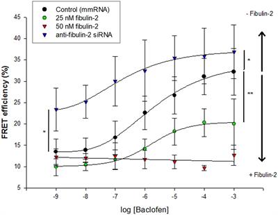 Spinal Inhibition of GABAB Receptors by the Extracellular Matrix Protein Fibulin-2 in Neuropathic Rats